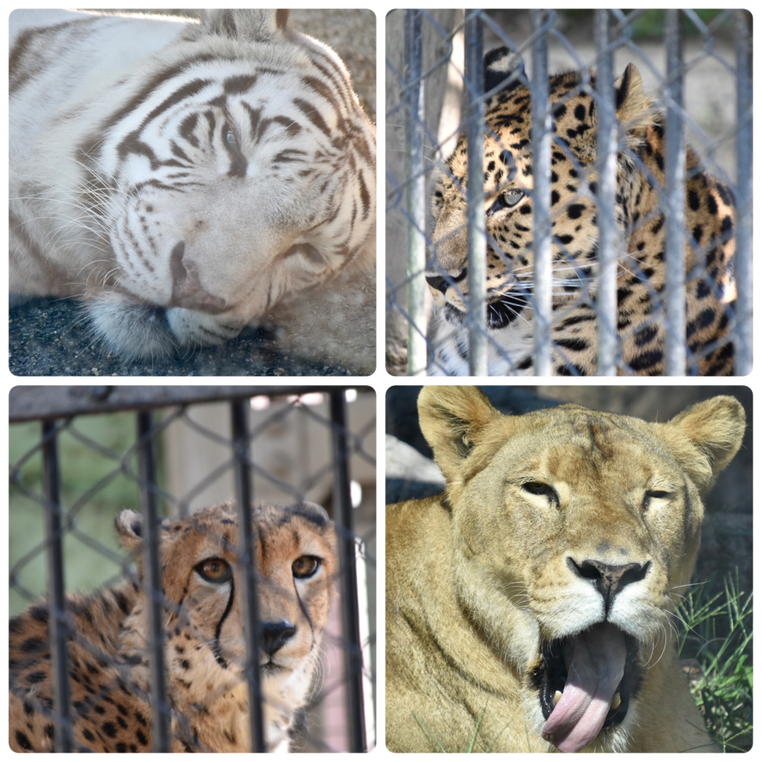 旅日誌の17「東武動物公園に行ってきました」 | CARAVAN STORIES