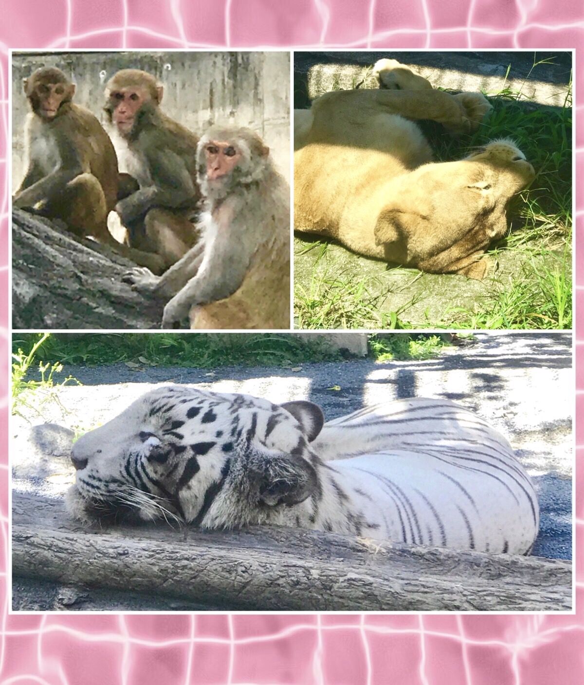 東武動物公園?簡易ver | CARAVAN STORIES (キャラバンストーリーズ