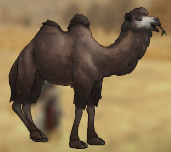 ラクダ Caravan Stories キャラバンストーリーズ マスターズサイト